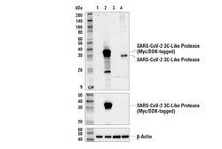 Cell Signaling Technology&nbsp;SARS-CoV-2 3C-Like Protease An