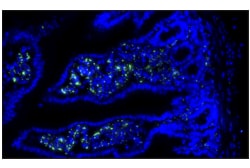 Cell Signaling Technology CD68 E3O7V Rabbit mAb Alexa