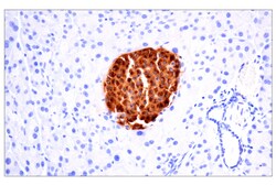 Cell Signaling Technology&nbsp;C-Peptide E9C4P Rabbit mAb 1