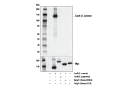 Cell Signaling Technology&nbsp;Cas9  S. aureus  E4G3U Rab