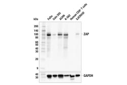 Cell Signaling Technology&nbsp;ZAP E7E8D Rabbit mAb 100 ul