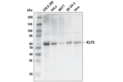 Cell Signaling Technology&nbsp;KLF5 D7S3F Rabbit mAb 100 ul