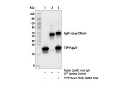 Cell Signaling Technology&nbsp;TPPP/p25 E7F8S Rabbit mAb 10