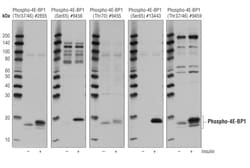 Cell Signaling Technology&nbsp;4E-BP1 Control Cell Extracts 1
