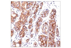Cell Signaling Technology&nbsp;Keratin 8/18 C51 Mouse mAb