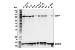 Cell Signaling Technology&nbsp;CUL4A F5A5N Rabbit mAb 100 u