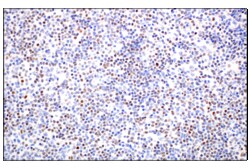 Cell Signaling Technology&nbsp;KLF2 E7K8Y Rabbit mAb 100 ul