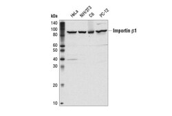 Cell Signaling Technology&nbsp;Importin beta-1 E1F1E Rabbit