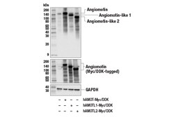 Cell Signaling Technology&nbsp;Angiomotin E3E7X Rabbit mAb