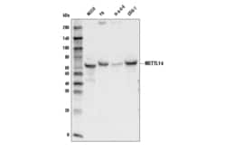 Cell Signaling Technology&nbsp;METTL14 D8K8W Rabbit mAb 100