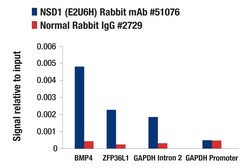 Cell Signaling Technology&nbsp;NSD1 E2U6H Rabbit mAb 100 ul