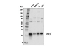 Cell Signaling Technology&nbsp;SRSF3 Antibody 100 ul