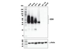 Cell Signaling Technology&nbsp;CD38 E7Z8C XPR Rabbit mAb