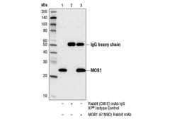 Cell Signaling Technology PhosphoPlusR MOB1A/MOB1B Th