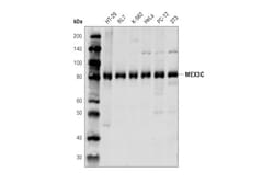 Cell Signaling Technology&nbsp;MEX3C D5T2Z Rabbit mAb 100 u