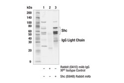 Cell Signaling Technology&nbsp;Shc E6I4B Rabbit mAb 100 ul
