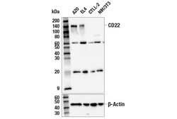 Cell Signaling Technology&nbsp;CD22 E8I1F Rabbit mAb 100 ul