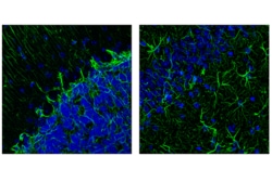 Cell Signaling Technology&nbsp;Astrocyte Markers Antibody Sam