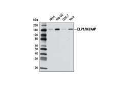 Cell Signaling Technology&nbsp;ELP1/IKBKAP Antibody 100 ul