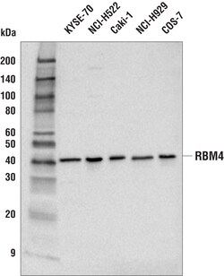 Cell Signaling Technology&nbsp;RBM4 Antibody 100 ul