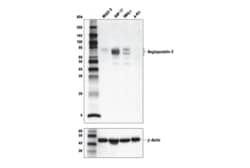 Cell Signaling Technology&nbsp;Angiopoietin-2 D200 Antibody