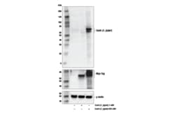 Cell Signaling Technology&nbsp;Cas9  C. jejuni  Antibody 10