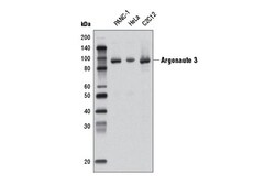 Cell Signaling Technology&nbsp;Argonaute 3 D15D2 Rabbit mAb