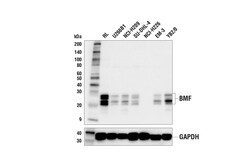 Cell Signaling Technology&nbsp;BMF E5U2J Rabbit mAb 100 ul