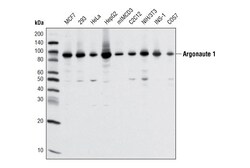 Cell Signaling Technology&nbsp;Argonaute 1 D84G10 XPR Rab