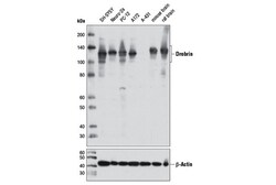 Cell Signaling Technology&nbsp;Drebrin pan Antibody 100 ul