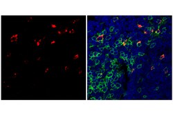 Cell Signaling Technology&nbsp;CTLA-4 E5S7E Rabbit mAb 100