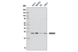 Cell Signaling Technology HMGB1 D3E5 Rabbit mAb BSA a