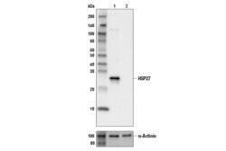 Cell Signaling Technology&nbsp;HSP27 E1J4D Rabbit mAb 100 u