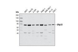 Cell Signaling Technology&nbsp;ERp72 D70D12 XPR Rabbit mA