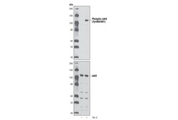 Cell Signaling Technology&nbsp;Phospho-Jak3 Tyr980/981 D44