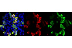 Cell Signaling Technology&nbsp;HA-Tag E1R3B Mouse mAb 100 u