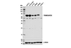 Cell Signaling Technology&nbsp;TRIM29/ATDC E1L4E Rabbit mAb