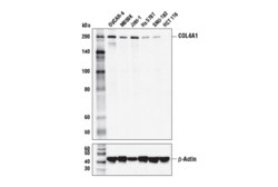 Cell Signaling Technology&nbsp;COL4A1 Antibody 100 ul