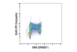 Cell Signaling Technology BrdU Bu20a Mouse mAb PE Con