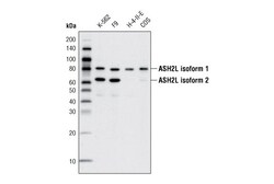 Cell Signaling Technology&nbsp;ASH2L D93F6 XPR Rabbit mAb