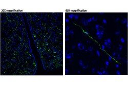 Cell Signaling Technology&nbsp;Vasopressin D8T3K Rabbit mAb