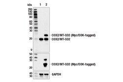 Cell Signaling Technology&nbsp;COX2/MT-CO2 E6U9K Rabbit mAb