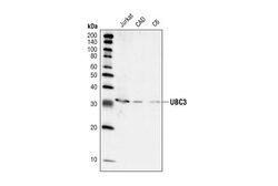 Cell Signaling Technology&nbsp;UBC3 Antibody 20 ul