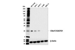 Cell Signaling Technology&nbsp;C9orf7/CACFD1 Antibody 100 ul