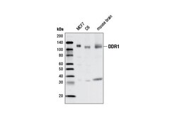 Cell Signaling Technology&nbsp;DDR1 D1G6 XPR Rabbit mAb