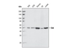 Cell Signaling Technology&nbsp;Csk C74C1 Rabbit mAb 20 ul