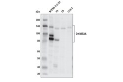 Cell Signaling Technology&nbsp;DNMT3A E9P2F Rabbit mAb 100