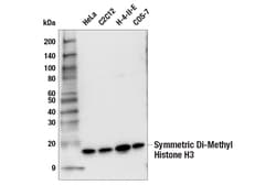Cell Signaling Technology&nbsp;Symmetric Di-Methyl Histone H3