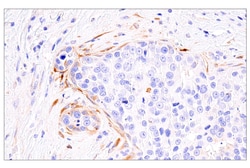 Cell Signaling Technology&nbsp;PAI-1 E3I5H XPR Rabbit mAb