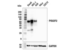 Cell Signaling Technology&nbsp;POU2F2 F3B7M Rabbit mAb 100